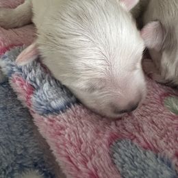 Coton de Tulear Puppies from Cotten's Sunset Kennels