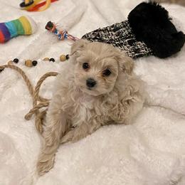 Lottie - Cream female Maltipoo puppy in Utica, Ohio from Poodle Me Crazy