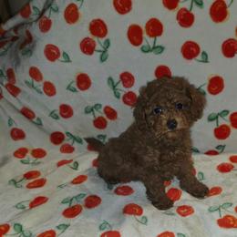 Hannah - Red female Cavapoo puppy in Copan, Oklahoma from Lebel Cavapoos