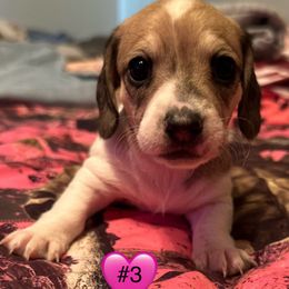 Girl 3 - Piebald female Dachshund puppy in Palm Coast, Florida from Michelle’s Mini Dachshunds