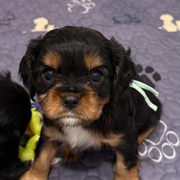 Levi (Hunter) (green collar) - Black and tan male Cavalier King Charles Spaniel puppy in Ocala, Florida from Ray of Sunshine Spaniels LLC