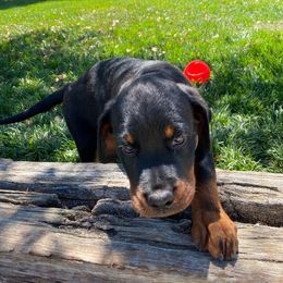 Boy 1 - Black and mahogany Rottweiler puppy in Yucaipa, California from Roush Rotts
