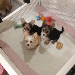 Bloodhound and Yorkshire Terrier All Grown Up from Buckingham Bloodhounds