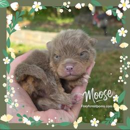 Moose - Chocolate and tan male Pomeranian puppy in Eatonville, Washington from Foxy Forest Poms