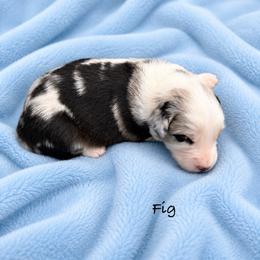 Fig - Blue merle male Australian Shepherd puppy in Howardsville, Virginia from Spectacular Aussies and Cavaliers