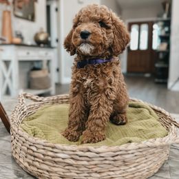 Bernedoodle, Goldendoodle, and Sheepadoodle Puppies from High Desert Doodles