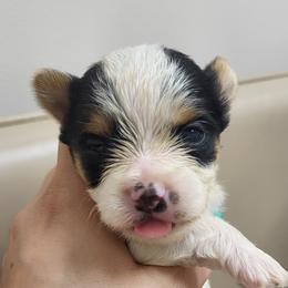 Yorkshire Terrier Puppies from My precious yorkies