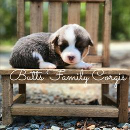 Toto - Blue merle and white male American Corgi puppy in Cameron, North Carolina from Butts Family Corgis