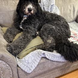 Ruby - Black female Bernedoodle puppy in Midland, Michigan from Northern Charm Farm