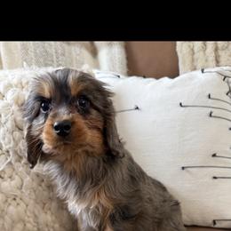 Cupid - Tri-color male Cavapoo puppy in Bozrah, Connecticut from Cedar Creek Farm
