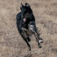 Borzois from Chernaya Voda Borzoi
