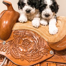 Bernedoodle and Goldendoodle Puppies from AweStrunk Farms
