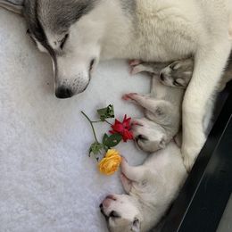 Siberian Husky Puppies from Sassenach Siberians