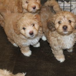 Goldendoodle, Havapoo, Labradoodle, and Springerdoodle Puppies from Oregon Valley Pups