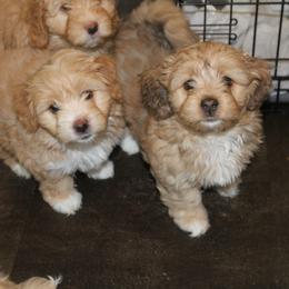 Goldendoodle, Havapoo, Labradoodle, and Springerdoodle Puppies from Oregon Valley Pups