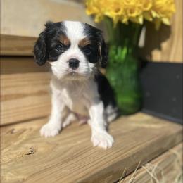 Cavalier King Charles Spaniel Puppies from Kentucky Cavalier King Charles Spaniels