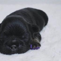 Purple - Black and tan female French Bulldog puppy in Avondale, Arizona from BigDiamondFrenchies