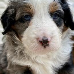 Gru - Merle male Bernedoodle puppy in Peterstown, West Virginia from To Love A Doodle