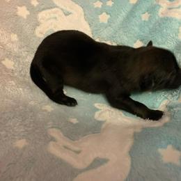 Male 4 - Sable male German Shepherd puppy in Effingham County, Illinois from Delaney Working Dogs