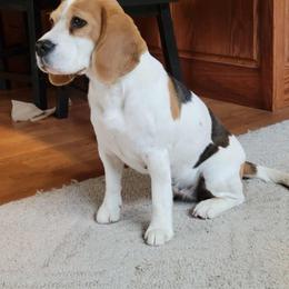 Cricket - Beagle