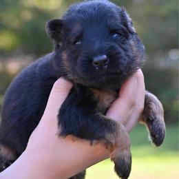 Alabama - Black and red female German Shepherd puppy in Canton, Texas from WILDWOOD GERMAN SHEPHERDS