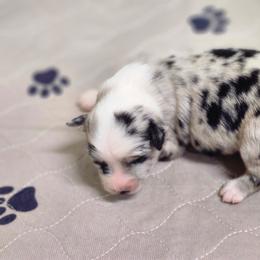 Willow - Blue merle female Miniature Australian Shepherd puppy in Nacogdoches County, Texas from Penn Creek Aussies