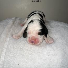 Dan - Black white and tan male English Springer Spaniel puppy in Springfield, South Carolina from Sweet Southern Spaniels