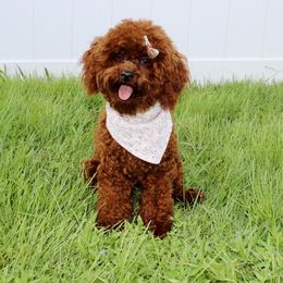 Fancy - Poodle