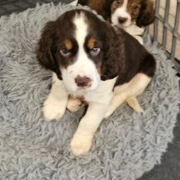 Blue paw collar - Liver white and tan male English Springer Spaniel puppy in Anderson, South Carolina from Hembree Creek Springers