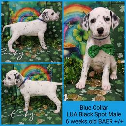 LUA BLACK SPOT BOY - White and black male Dalmatian puppy in Perry, Michigan from Mid-Michigan Dalmatians