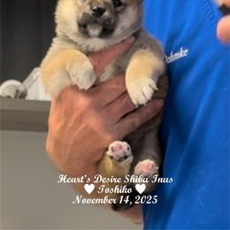 TOSHIKO - Red female Shiba Inu puppy in Derby, Kansas from Heart’s Desire Shiba Inus