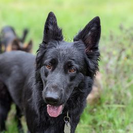 Suki - German Shepherd