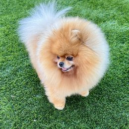 James - Pomeranian