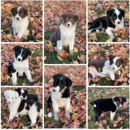 Border Collie Puppies from Forthright Farms