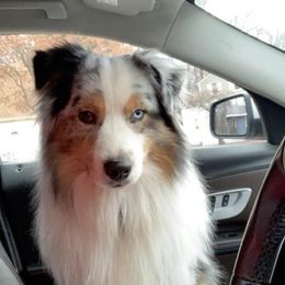 Australian Shepherd Puppies from Triple S Aussies