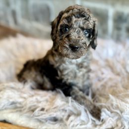 Blue - Merle male Goldendoodle puppy in Natural Bridge, Virginia from Padgetts Hill Puppies