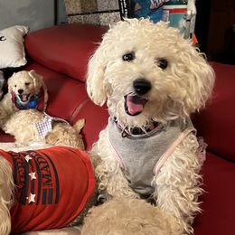 Lily - Maltipoo