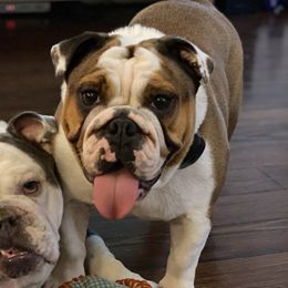 Harley - Bulldog