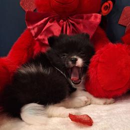 Stuart - Black parti male Pomeranian puppy in Tampa, St Petersburg, Florida from Diana's Pomeranians
