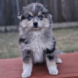 Jeremiah - Merle male Pomsky puppy in West Sacramento, California from Northern Cali Pomskies