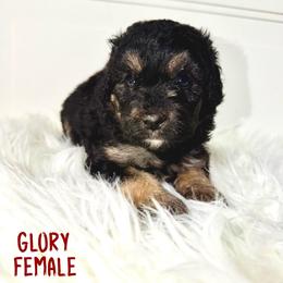 Glory - Tri-color female Bernedoodle puppy in Beecher, Illinois from Erica’s Doodles