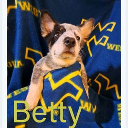 Betty - Blue female Australian Cattle Dog puppy in Morgantown, West Virginia from Hilltop Heelers