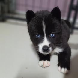 Eren - Black and white male Siberian Husky puppy in Buckeye, Arizona from Anime Huskies