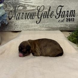 Girl 4 - Brindle female Border Collie puppy in Moody, Texas from Narrow Gate Farm