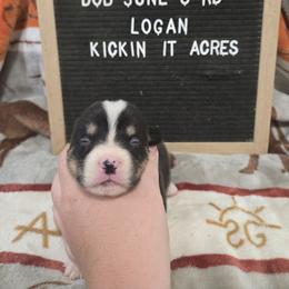 Logan - Black and tan male Pembroke Welsh Corgi puppy in Chariton, Iowa from Kickin It Acres BCs