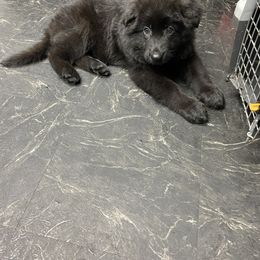 German Shepherd Puppies from Central Florida Shepherds