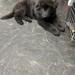 German Shepherd Puppies from Central Florida Shepherds