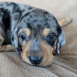 Misty - Dapple female Dachshund puppy in Signal Mountain, Tennessee from Hot Diggity Doxens