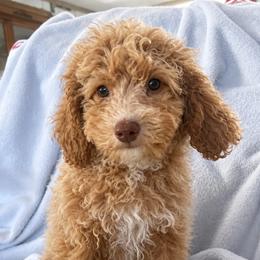 Mini Goldendoodle Chad - Apricot male Goldendoodle puppy in Dallas, Texas from Bishop Golden Doodles