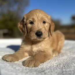 Darrel - Red  male Goldendoodle puppy in Osage City, Kansas from Golden Ridge Goldens